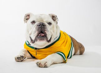Celebrate Jerry the Bulldog’s Birthday July 17 Jerry the Bulldog