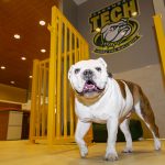 Jerry the Bulldog Sets Fall 2019 Office Hours