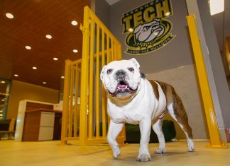 Jerry the Bulldog Sets Fall 2019 Office Hours