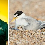 A Tern for the Better: ATU Effort Helps Restore Species Dr. Tom Nupp and the Interior Least Tern