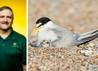 A Tern for the Better: ATU Effort Helps Restore Species Dr. Tom Nupp and the Interior Least Tern