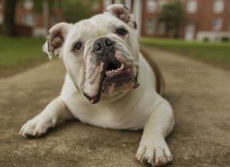 Get Social With Jerry the Bulldog Jerry the Bulldog Outside Caraway Hall