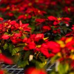 COVID-19 Forces Cancellation of ATU Poinsettia Sale ATU Poinsettias 2019