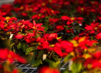 COVID-19 Forces Cancellation of ATU Poinsettia Sale ATU Poinsettias 2019