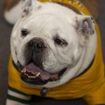 Jerry Sets His Fall 2021 Office Hours Jerry the Bulldog July 2021