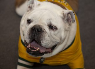 Jerry Sets His Fall 2021 Office Hours Jerry the Bulldog July 2021