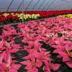 Poinsettia Sale ATU Poinsettias 2021