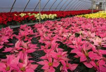Poinsettia Sale at Arkansas Tech Dec. 4 ATU Poinsettias 2021