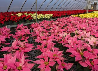 Poinsettia Sale at Arkansas Tech Dec. 4 ATU Poinsettias 2021