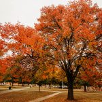 Changing of the Semesters and Seasons at ATU ATU in Autumn 2021