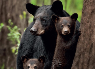 Ernst to Present Wilderness Photographs at ATU Arkansas Greatest Hits