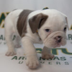 Jerry III Takes Office as ATU Campus Ambassador Jerry Charles Young III 4-24-2023