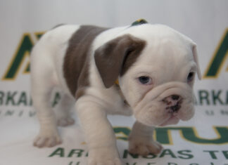 Jerry III Takes Office as ATU Campus Ambassador Jerry Charles Young III 4-24-2023