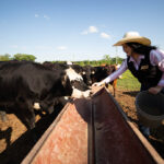 Future Farmers of America Day at ATU March 13 ATU Ag Student Working Cattle Fall 2024