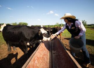 Future Farmers of America Day at ATU March 13 ATU Ag Student Working Cattle Fall 2024